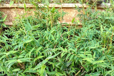 凤尾竹的养殖方法