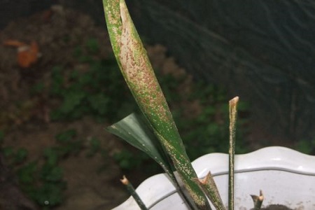 凤尾竹的养殖方法