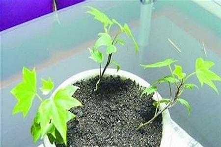 常春藤的扦插方法技巧