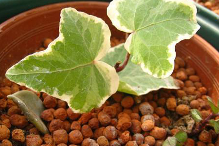 常春藤的扦插方法技巧