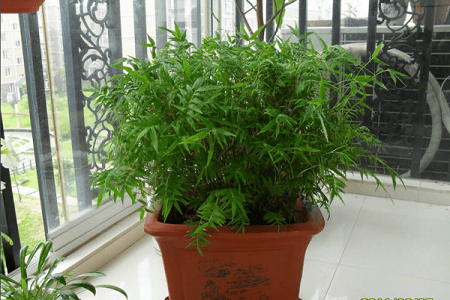 凤尾竹的养殖方法