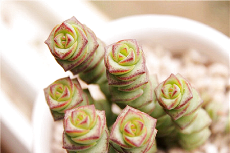 钱串的养殖方法