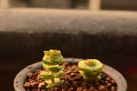 钱串的养殖方法