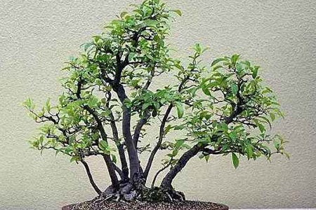 丛林式盆景的制作方法技巧