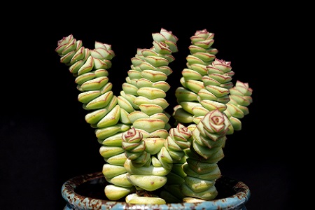 钱串的养殖方法