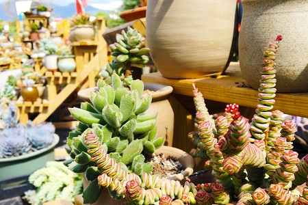 钱串的养殖方法