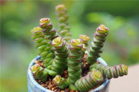 钱串的养殖方法