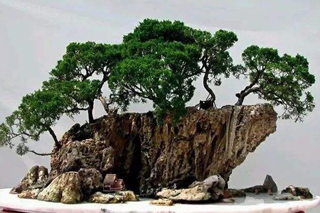 丛林式盆景的制作方法技巧