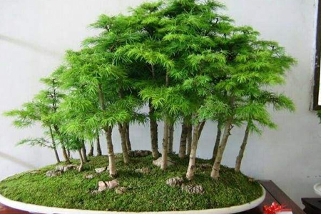 丛林式盆景的制作方法技巧