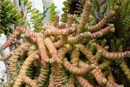 钱串的养殖方法