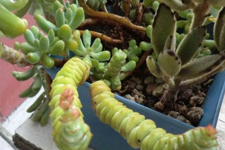 钱串的养殖方法