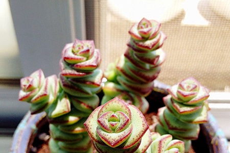 钱串的养殖方法