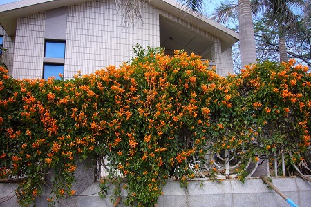 炮仗花的养殖方法