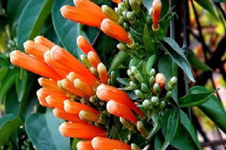 炮仗花的养殖方法