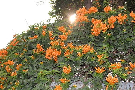 炮仗花的养殖方法