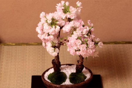 樱花盆栽的养护方法技巧