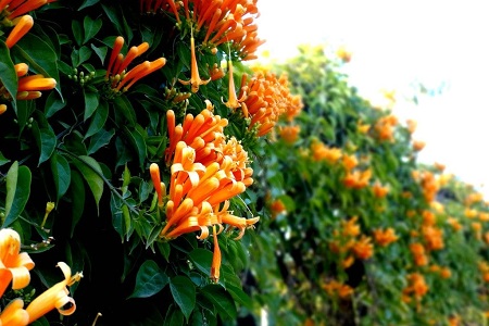 炮仗花的养殖方法