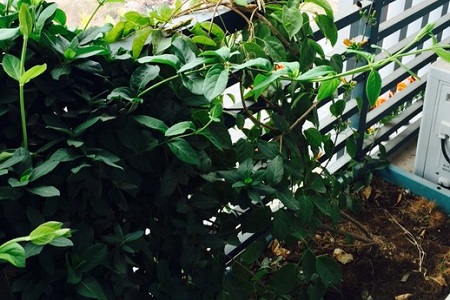 炮仗花的养殖方法