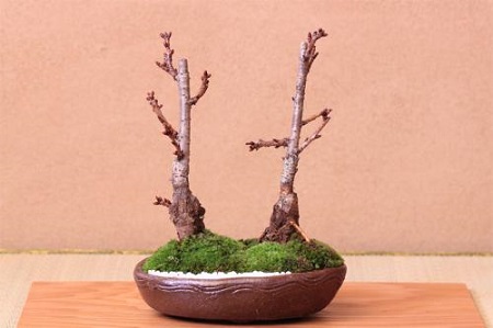 樱花盆栽的养护方法技巧