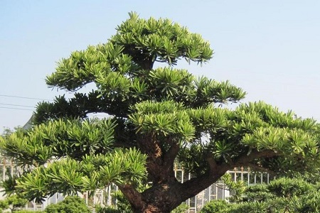 罗汉松的养殖方法