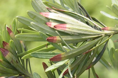 罗汉松的养殖方法