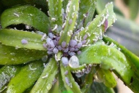 罗汉松的养殖方法