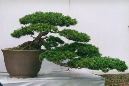 罗汉松的养殖方法