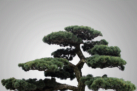 罗汉松的养殖方法