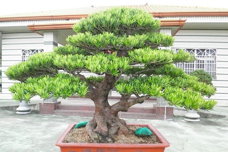 罗汉松的养殖方法