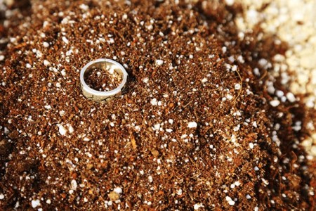 五针松的养护方法技巧