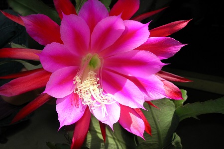 令箭荷花的养殖方法