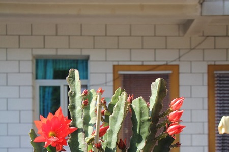 令箭荷花的养殖方法