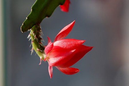 令箭荷花的养殖方法