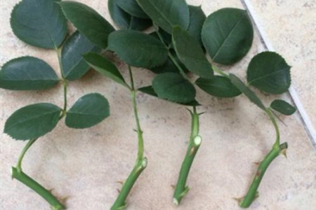 月季的栽培方法技巧