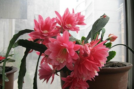 令箭荷花的养殖方法