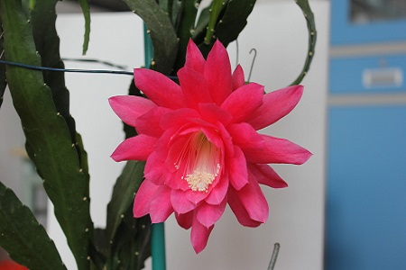 令箭荷花的养殖方法