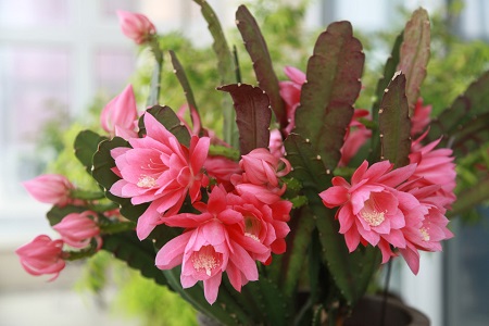 令箭荷花的养殖方法