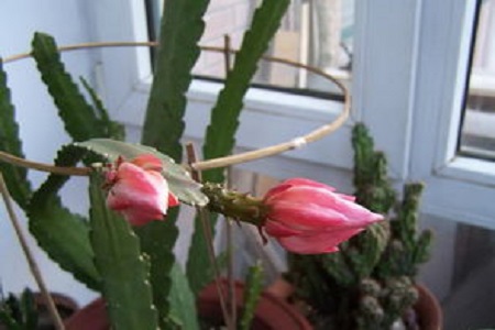 令箭荷花的养殖方法