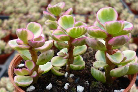 雅乐之舞喜欢阳光吗