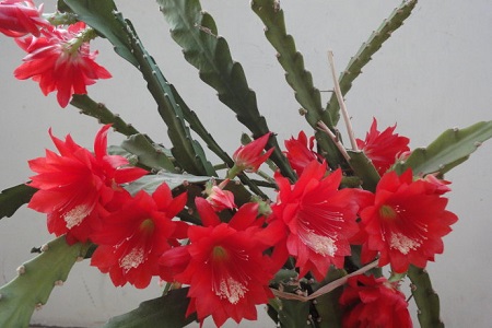 令箭荷花的养殖方法