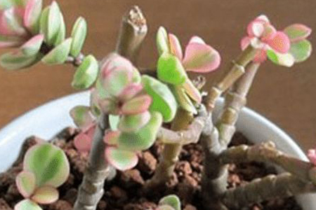 雅乐之舞生长季是啥时候