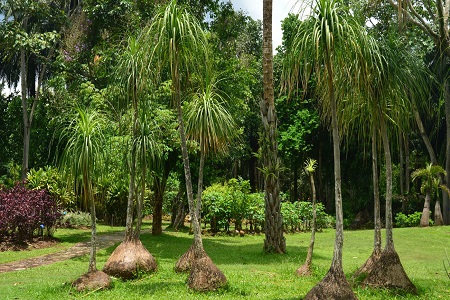 酒瓶兰的养殖方法