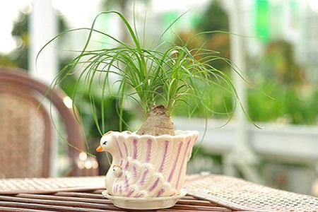 酒瓶兰的养殖方法