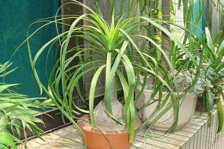 酒瓶兰的养殖方法