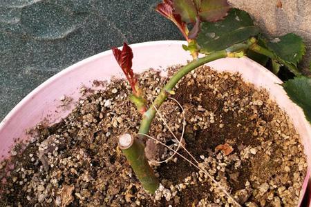 月季的栽培管理方法技巧