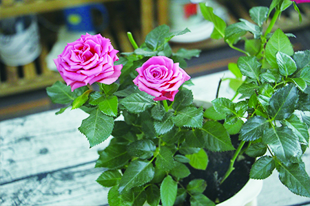 月季的栽培管理方法技巧