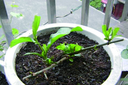 蓝雪花的种植方法技巧