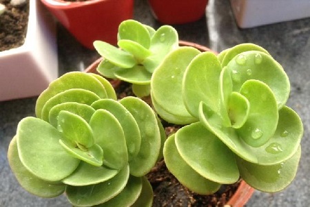 金钱木的养殖方法