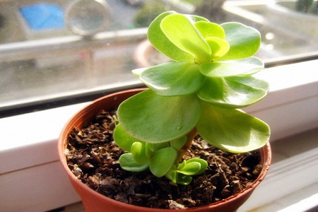 金钱木的养殖方法