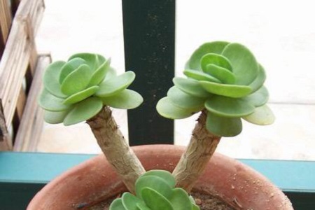 金钱木的养殖方法